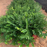 Insect Repellent Plants UAE. Green bush on a dirt ground with a black plastic sheet in the background