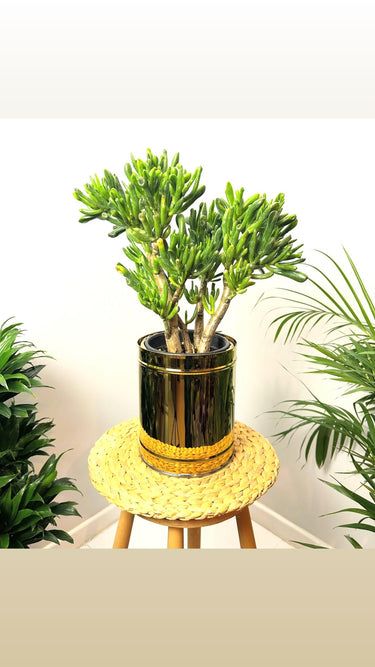 Jade Plant in Black Ceramic Plant UAE. Potted plant on a small stool with a white background