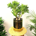 Jade Plant in Black Ceramic Plant UAE. Green potted plant on a small wooden stool with a white background