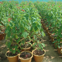 Jatropha Integerrima – Peregrina / Spicy Jatropha | Vibrant Red-Blooming Ornamental Shrub 2