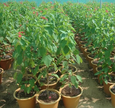 Jatropha Integerrima – Peregrina / Spicy Jatropha | Vibrant Red-Blooming Ornamental Shrub 2