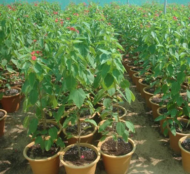 Jatropha Integerrima – Peregrina / Spicy Jatropha | Vibrant Red-Blooming Ornamental Shrub 2