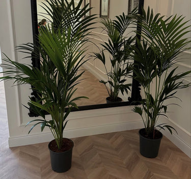 Kentia Palm Holland Origin 160–170 cm Indoor Plants UAE