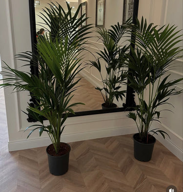 Kentia Palm Holland Origin 160–170 cm Indoor Plants UAE