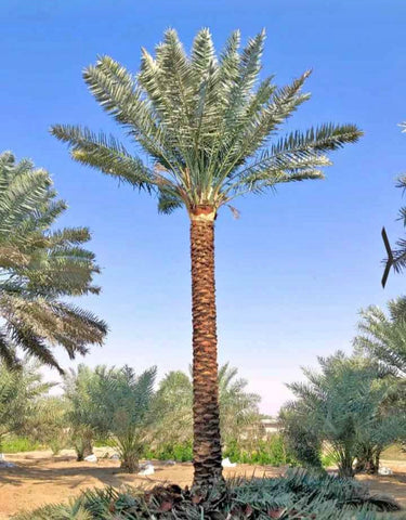 Large Date Palm (2m) Outdoor Big Plants UAE. Tall palm tree with a clear blue sky in the background
