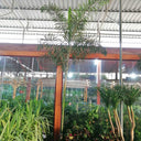 Large Foxtail Palm 2m to 2.5m Outdoor Plant, Dubai. Tall palm plant in a greenhouse setting with other plants and a metal roof.
