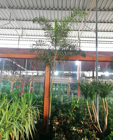 Large Foxtail Palm 2m to 2.5m Outdoor Plant, Dubai. Tall palm plant in a greenhouse setting with other plants and a metal roof.