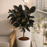 Large Rubber Plant in a Fiber Pot, UAE.Potted plant on a balcony with cityscape view.