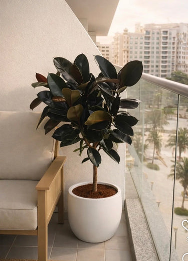 Large Rubber Plant in a Fiber Pot, UAE.Potted plant on a balcony with cityscape view.
