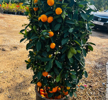 Large Tree with Ready Fruit Plant Dubai. Potted citrus plant with oranges in a garden setting