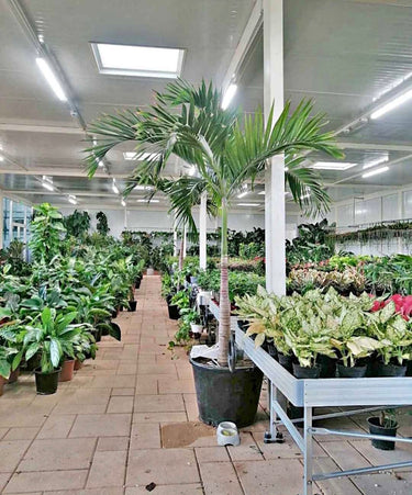 Large Veitchia Manila Palm 2m to 2.5m, UAE. Indoor plant nursery with various potted plants and a palm tree.
