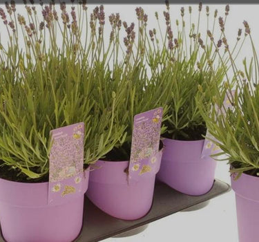 Lavender Table Plant UAE. Row of potted plants with purple pots and tags on a white background