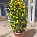 Lemon and Orange Tree (100 cm) Plants Dubai. Potted citrus plant with lemons on a patio