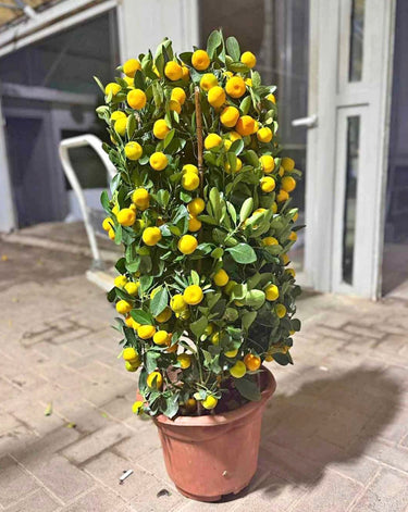 Lemon and Orange Tree (100 cm) Plants Dubai. Potted citrus plant with lemons on a patio