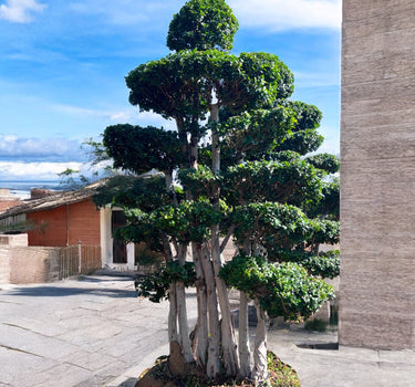 Macro Ficus Bonsai – 3.5 meters 1