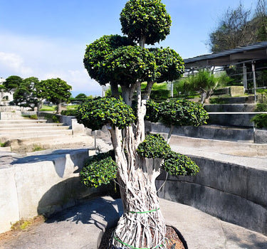 Ficus Bonsai Microcarpa – Multihead 3 meter 1