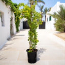 Mandevilla splendens – Yellow Bell Climber 2