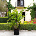 Mandevilla splendens – Yellow Bell Climber 1