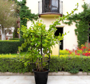 Mandevilla splendens – Yellow Bell Climber 1