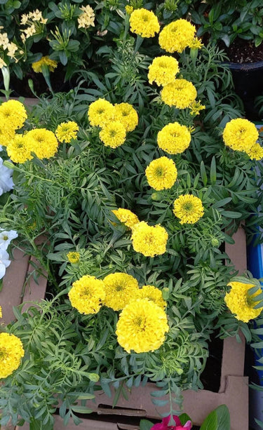 Marigold Box with Yellow Flowers Indoor Plants UAE. Yellow flowers with green leaves in a garden setting