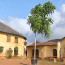 Millingtonia Hortensis – Indian Cork Tree (Tree Jasmine) 1