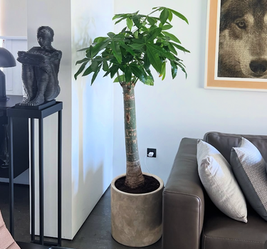 Money Plant In Rustic Indoor Plants UAE. Potted plant in a living room with a couch and decorative items.