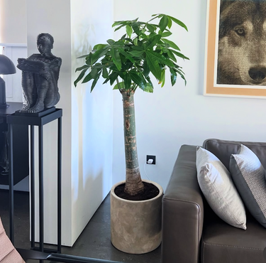 Money Plant In Rustic Indoor Plants UAE. Potted plant in a living room with a couch and decorative items.