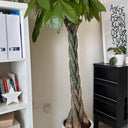 Money Tree Twisted Big Indoor Plants UAE. Potted денеж树 plant in a room with a white shelf and black cabinet.