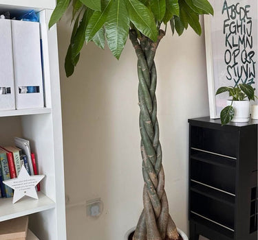 Money Tree Twisted Big Indoor Plants UAE. Potted денеж树 plant in a room with a white shelf and black cabinet.