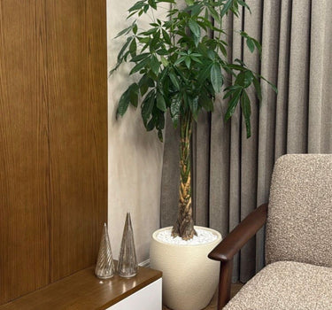 Money Tree in Matte Pot Plants UAE. Potted plant on a wooden shelf next to a chair with a neutral background