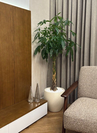 Money Tree in Matte Pot Plants UAE. Potted plant on a wooden shelf next to a chair with a neutral background