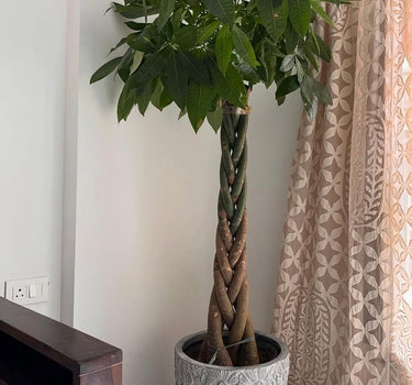 Money Tree in Matte Pot Plants UAE. Potted plant with braided trunk in a room with a curtain and wooden furniture.