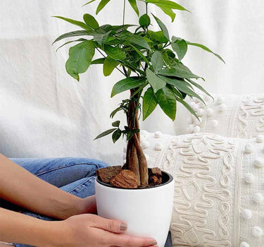 Money Tres Table Plant UAE. Person holding a potted plant on a white couch