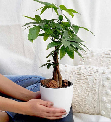 money tree dubai Money Trees Office Table Plants UAE – Desert Blooms