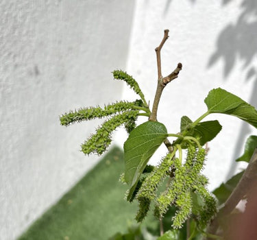 Morus Alba – Mulberry Tree 2