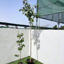 Morus Alba – Mulberry Tree 1