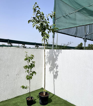 Morus Alba – Mulberry Tree 1