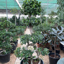 Multi Head Bonsai Plants UAE. Potted plants in a greenhouse setting