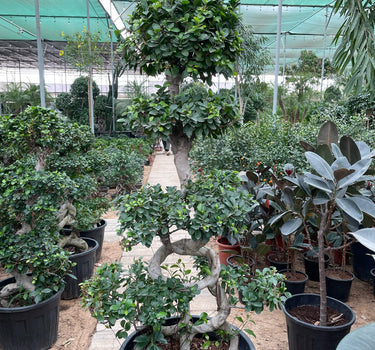 Multi Head Bonsai Plants UAE. Potted plants in a greenhouse setting