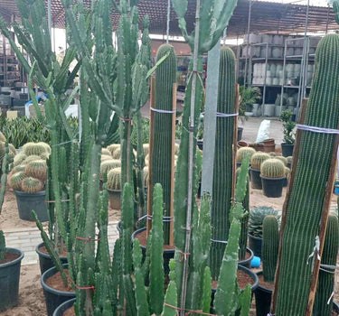 Multiple-Head Cactus (160–200 cm) Outdoor Plants Dubai. Potted cacti in a greenhouse setting