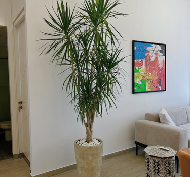 Multiple Head Yukka In Rustic Big Indoor Plants UAE. Potted plant in a living room with a colorful abstract painting on the wall.