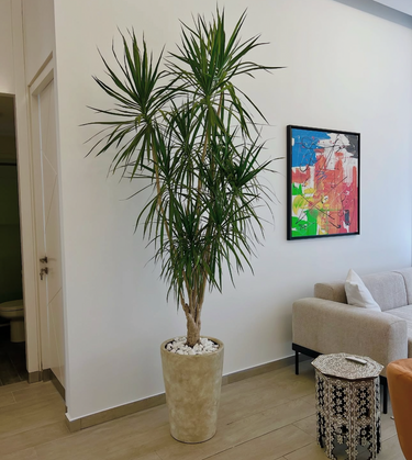 Multiple Head Yukka In Rustic Big Indoor Plants UAE. Potted plant in a living room with a colorful abstract painting on the wall.