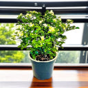 Murraya paniculata – Orange Jasmine (Thai Jasmine) 2