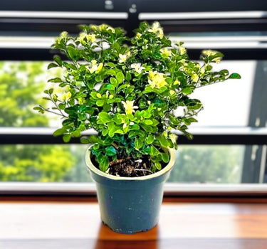 Murraya paniculata – Orange Jasmine (Thai Jasmine) 2