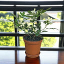 Murraya paniculata – Orange Jasmine (Thai Jasmine) 1