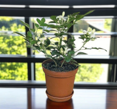 Murraya paniculata – Orange Jasmine (Thai Jasmine) 1