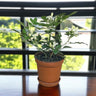 Murraya paniculata – Orange Jasmine (Thai Jasmine) 1