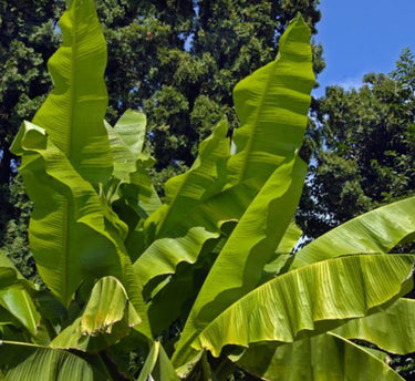 Musa Spp – Banana Tree 5