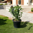 Ocimum Basilicum – Fragrant Rehan Herb for Culinary & Medicinal Use 1