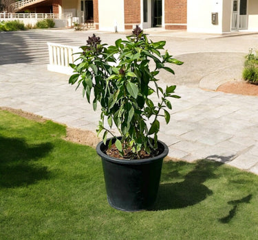 Ocimum Basilicum – Fragrant Rehan Herb for Culinary & Medicinal Use 1